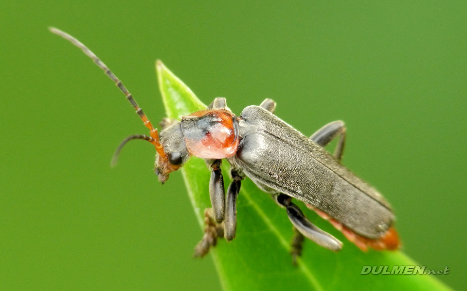 Soldier Beetle (Cantharis fusca)